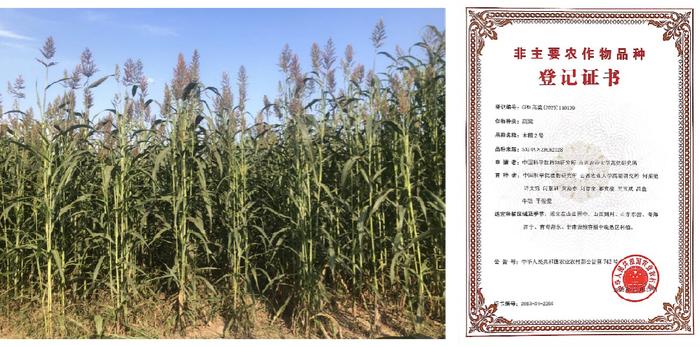 ▲木稷2号在山东东营中度盐碱地的长势及饲草高粱品种登记证书