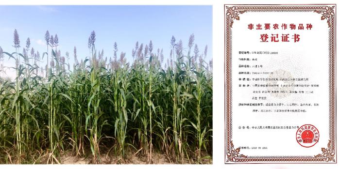 ▲木稷1号在山东东营中度盐碱地的长势及饲草高粱品种登记证书