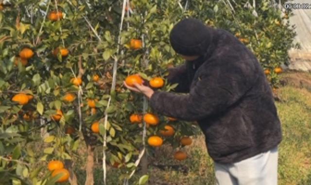 烧木屑能给大棚保温？学到了