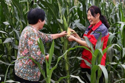 图说:托管服务站站长在和农户交流玉米生长情况。