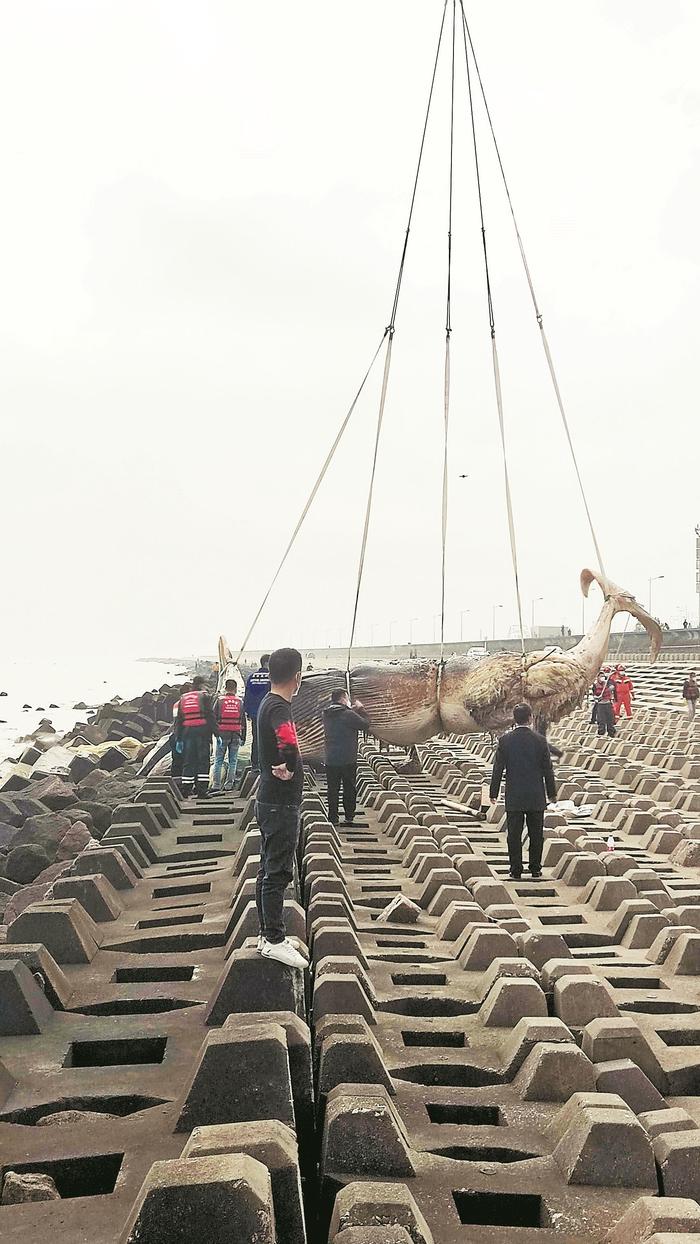 汕头东海岸搁浅鲸鱼尸体已打捞上岸
