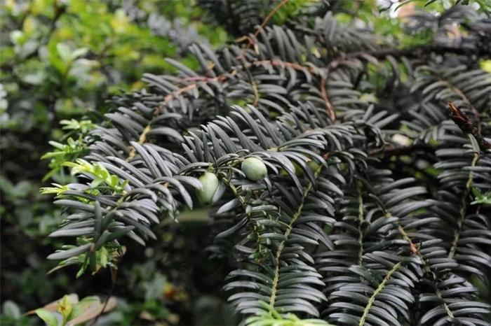 福建公布省重点保护野生动植物名录