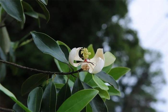 福建公布省重点保护野生动植物名录