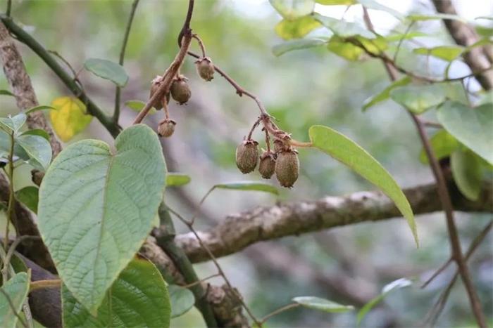 福建公布省重点保护野生动植物名录