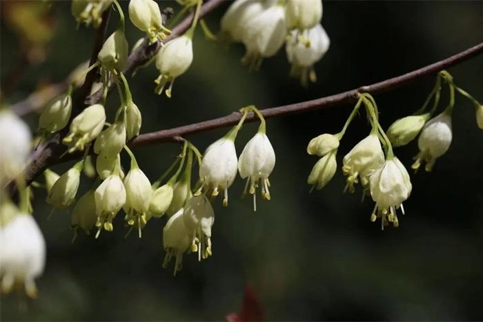 福建公布省重点保护野生动植物名录