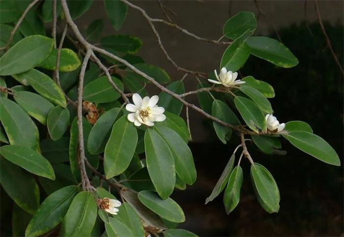 福建公布省重点保护野生动植物名录