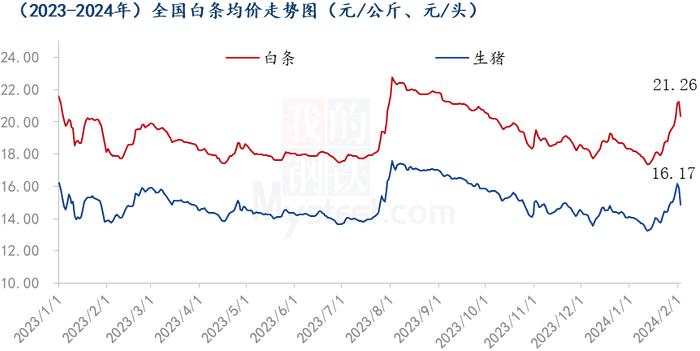 Mysteel解读：节前集中备货降温，毛猪及白条触顶回落