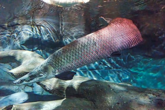 去看“海龙王”，上海海洋水族馆春节展示最具“龙气”的鱼