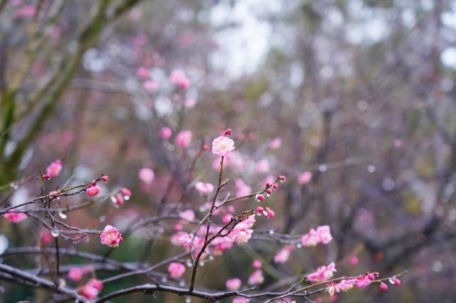 浙江农林大学：红梅吐香迎春到