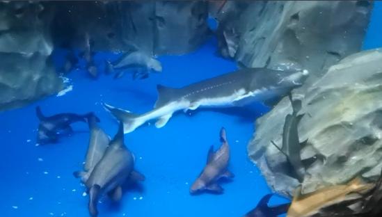 去看“海龙王”，上海海洋水族馆春节展示最具“龙气”的鱼