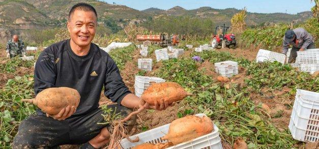 陕西绥德县：沙地红薯“长成”亿元大产业