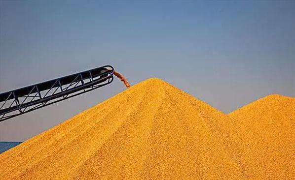 玉米期货价格五连涨！玉米价格见底了?