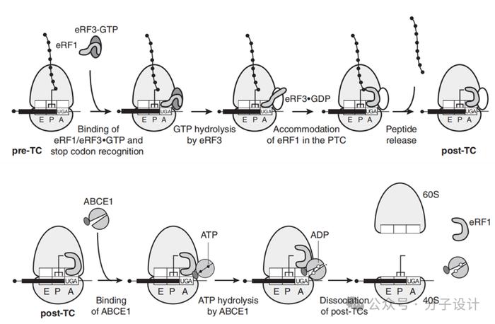 【First-in-class药设系列】核糖体eRF1的分子胶设计与功能发现