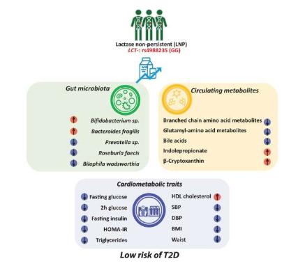 Nat Metabol | 摄入牛奶或能帮助降低携带特殊基因突变个体患2型糖尿病的风险