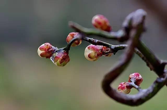 这些含“龙”字、身形似“龙”的植物，你都认识吗？