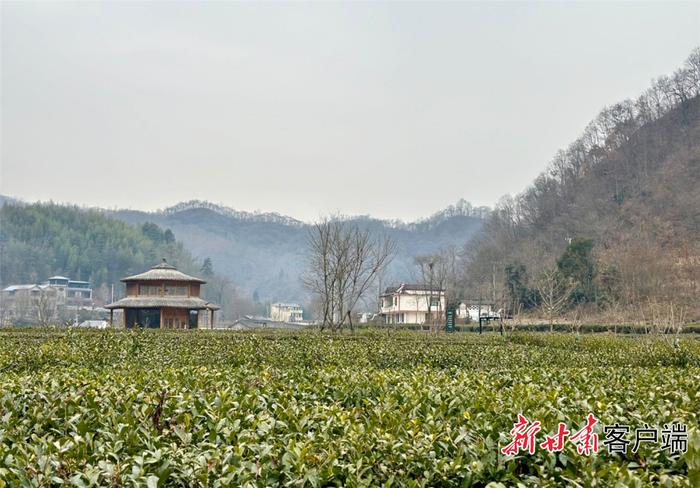 新春走基层 进乡村·看发展丨山水茶园间的和美乡村——油房坝村