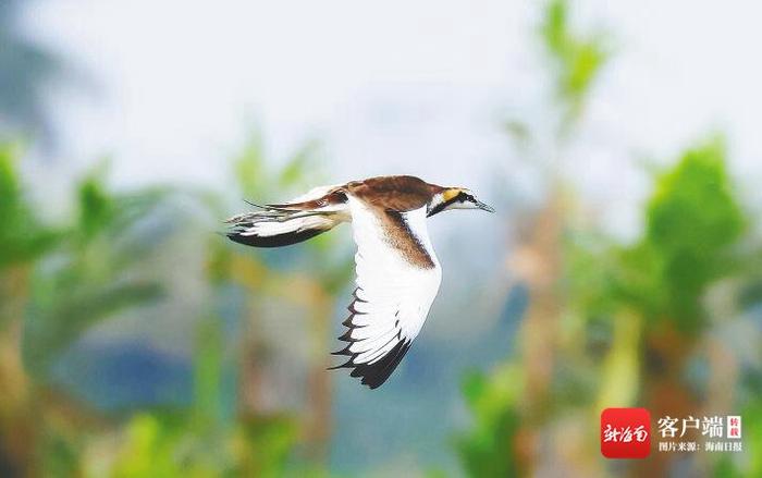 水雉扎堆海口湿地：“凌波仙子”舞三江