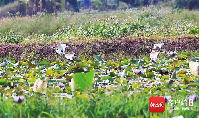 水雉扎堆海口湿地：“凌波仙子”舞三江