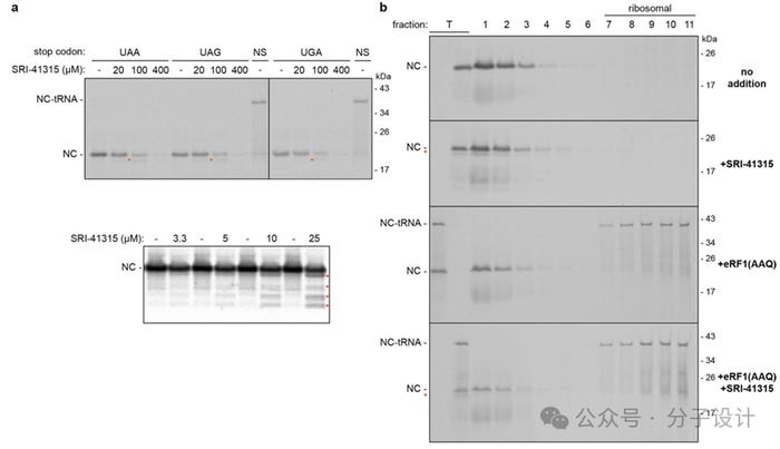 【First-in-class药设系列】核糖体eRF1的分子胶设计与功能发现