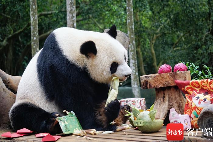 春节遛娃怎么玩？海口亲子游攻略来了