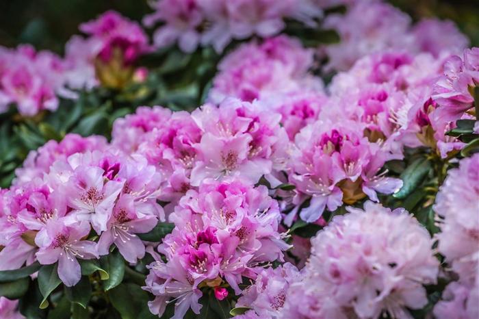 辰山植物园迎春花展即将启幕，姓名带“龙”字的游客免门票