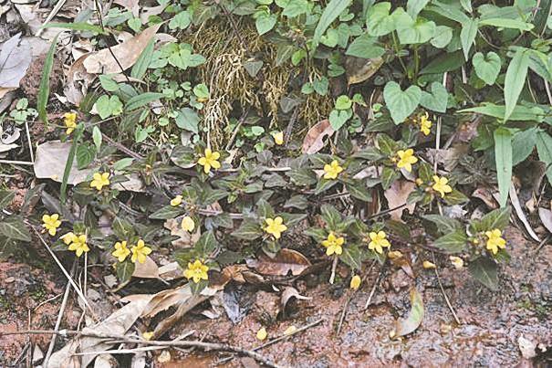 韶关丹霞山发现植物新种“丹霞山过路黄” 属于极小种群，成年植株数量不超过200个体