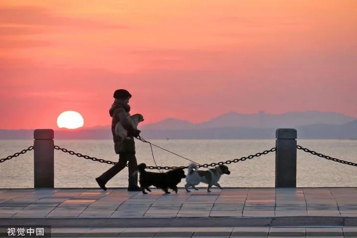 最高法再谈养狗，为文明依法养犬划清责任边界|荔枝时评