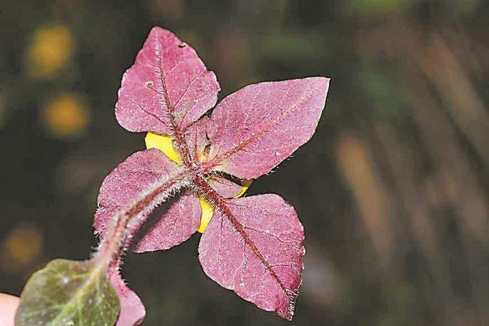 韶关丹霞山发现植物新种“丹霞山过路黄” 属于极小种群，成年植株数量不超过200个体