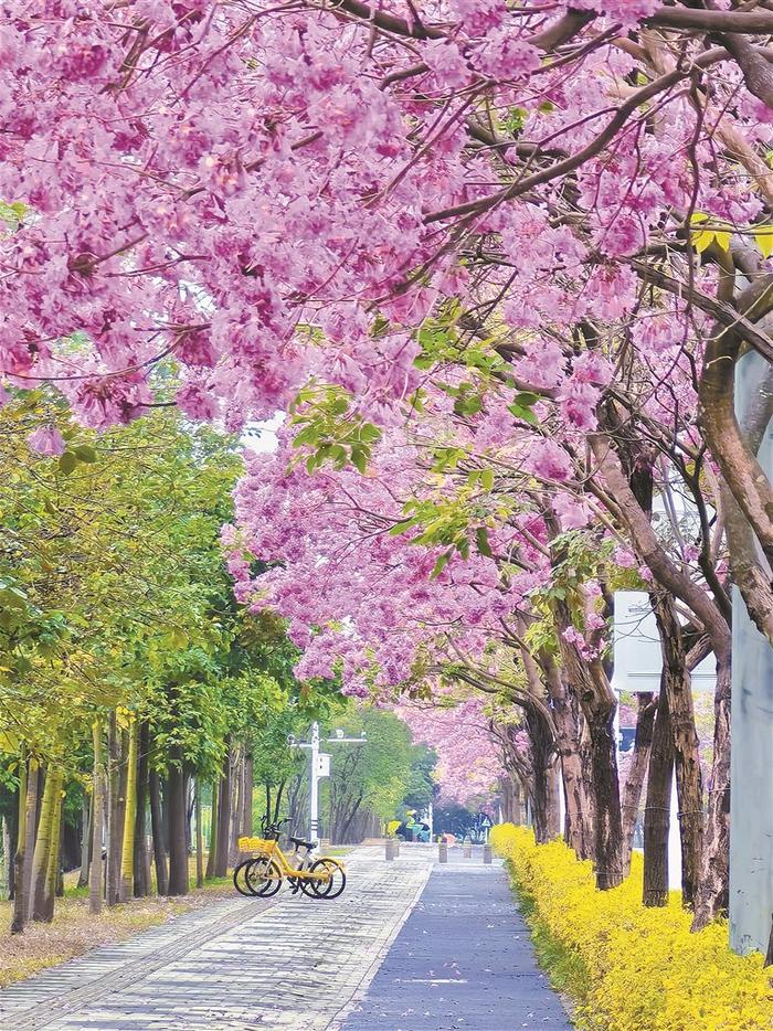 来深过大年 “圳”是好春光 邀您到鹏城过个粉色春节