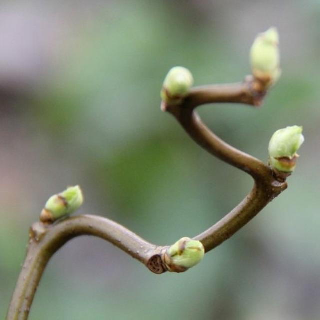 春节将至，这些含“龙”字、身形似“龙”的植物你都认识吗→