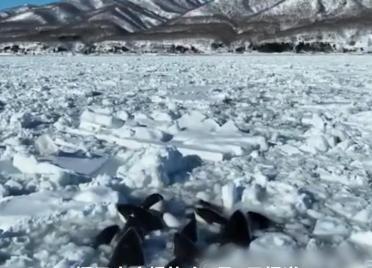 日本10头虎鲸被海冰困住：在缝隙中挣扎着呼吸 官员说救不了
