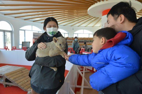 胖成球的小浣熊、奶凶奶凶的小非洲狮…… 迎新春，动物园里萌意十足