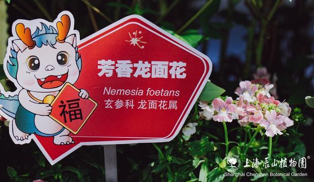 春节假期，名字中带“龙”的游客可免费游辰山植物园！