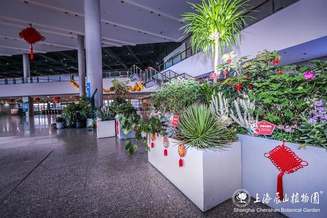 春节假期，名字中带“龙”的游客可免费游辰山植物园！