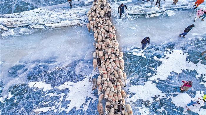 浪卡子县打隆镇推瓦村牧羊转场：蓝色冰湖上的生命律动