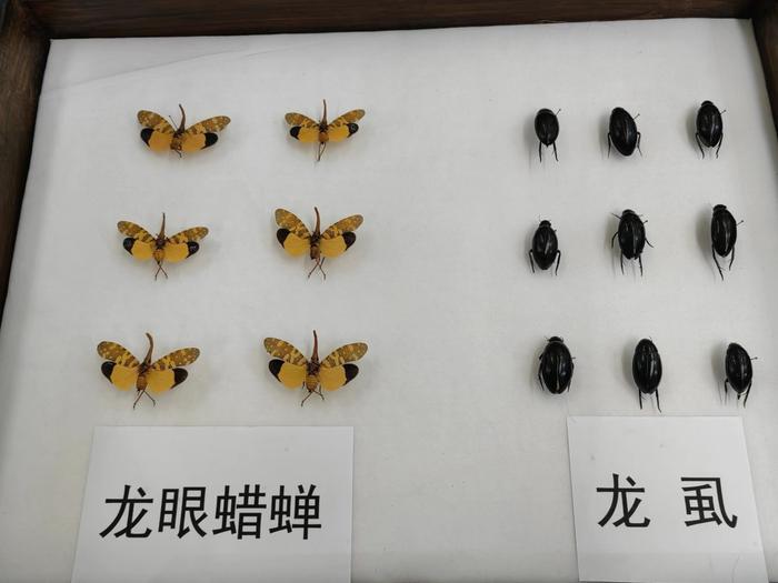 探秘虫中之龙 成都华希昆虫博物馆举办《龙年观龙虫》展览丨锦绣中国年