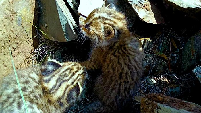 护林员偶遇到的豹猫幼崽。