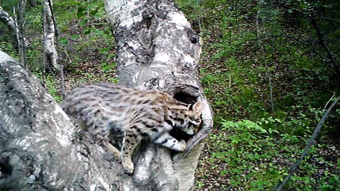 树上游走着的豹猫。