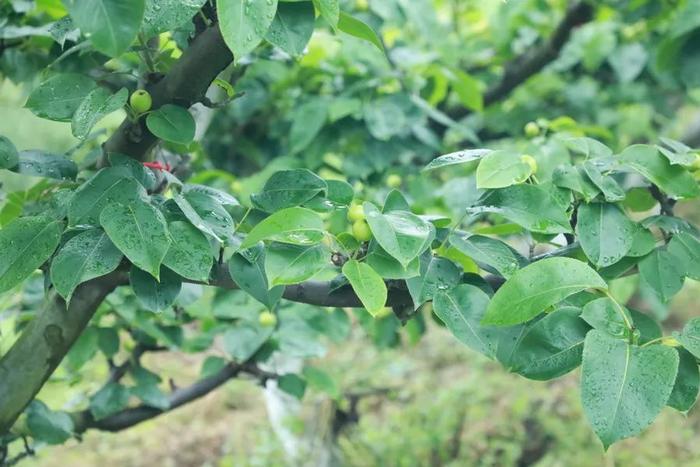 上海75岁乡村“厨神”：现在小孩子们吃的东西多，反而不太爱吃这道菜了