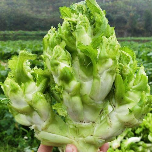 重庆蔬菜十大品牌发布 涪陵青菜头、武隆高山萝卜、石柱辣椒等上榜