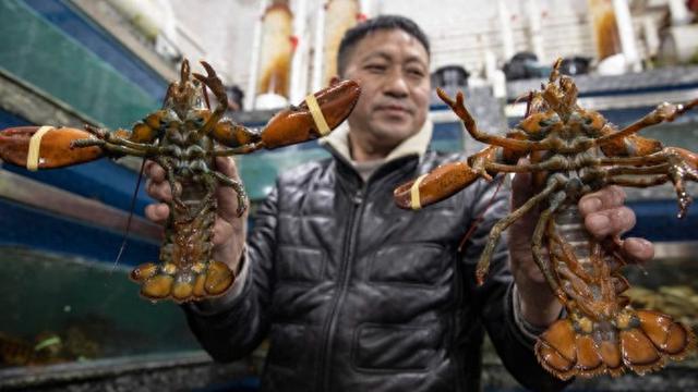 龙年春节“波龙”走俏，沪上最大海鲜市场通宵达旦备货