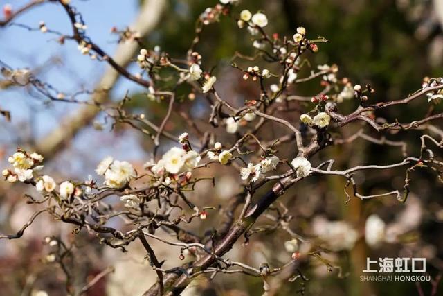 龙年话龙，有这些含“龙”字、身形似“龙”的植物→