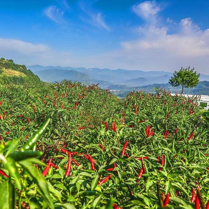 重庆蔬菜十大品牌发布 涪陵青菜头、武隆高山萝卜、石柱辣椒等上榜