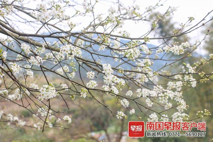 高清图：花海迎客，钦州市钦北区碗窑村新年梨花开