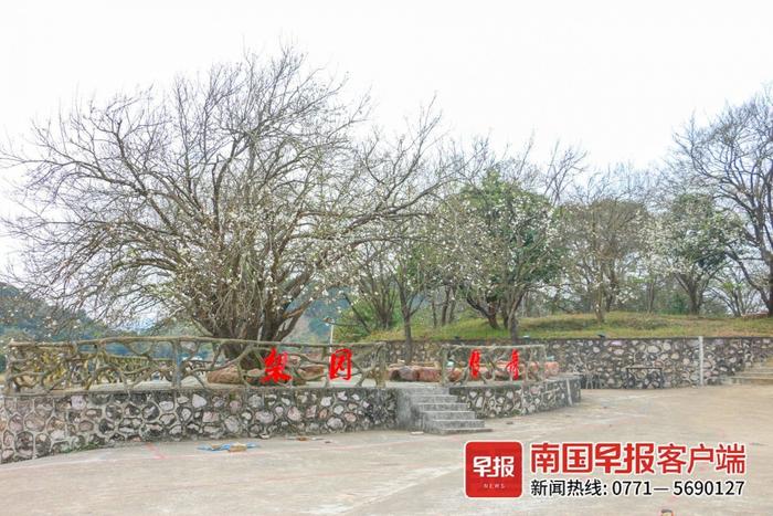 高清图：花海迎客，钦州市钦北区碗窑村新年梨花开