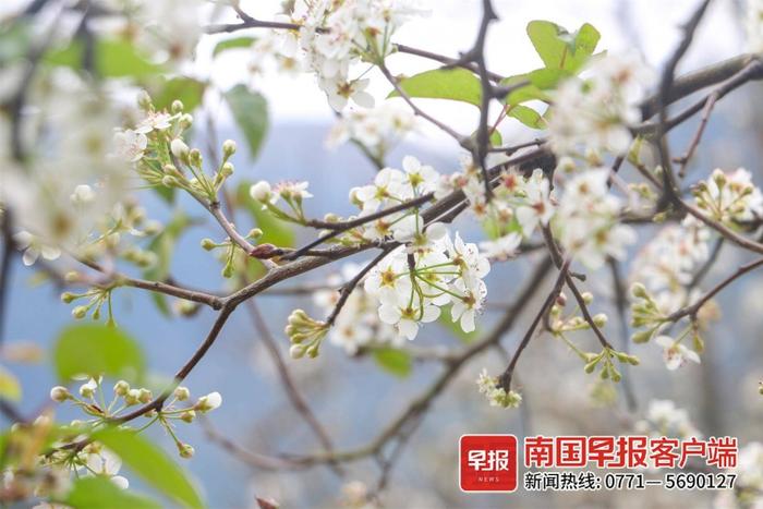 高清图：花海迎客，钦州市钦北区碗窑村新年梨花开