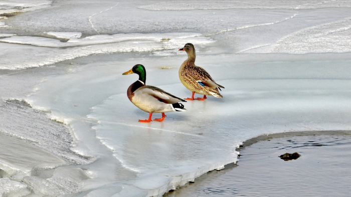2月10日，在喀喇沁旗锡伯河拍摄的绿头鸭。（李富 摄）