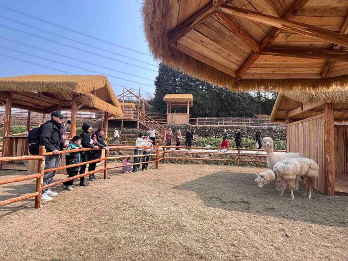 追寻记忆中的年味 在成都传媒集团桑园西岭宿集过乡野里的中国年