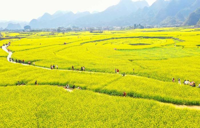 【2024旺旺杯“春节七天乐”】贵州兴义：油菜花开引客来