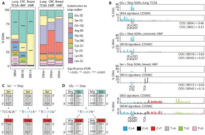 吸烟致癌添新证！science子刊最新研究：超1.2万人数据表明吸烟导致癌症相关DNA突变，破坏了抗癌防护机制